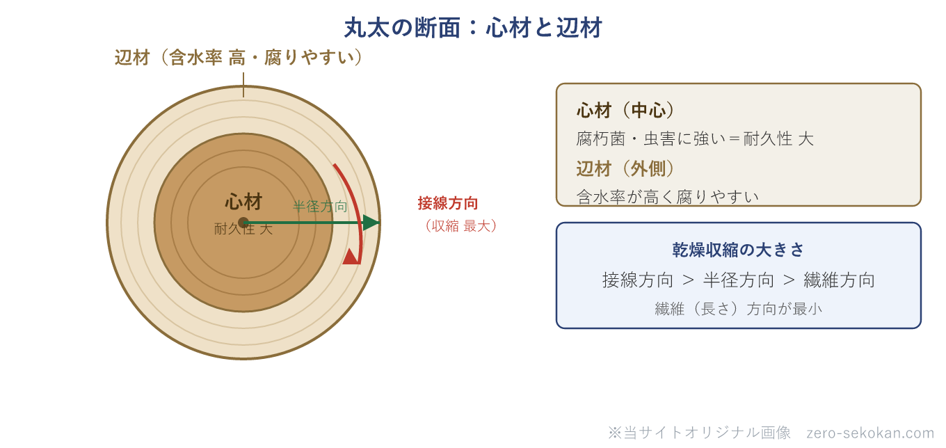 丸太の断面と心材・辺材を表す模式図。丸太の中心部が心材で、色が濃く、腐朽菌や虫害に強く耐久性が大きい。外側が辺材で、色が淡く、含水率が高いため腐りやすく虫害を受けやすい。乾燥による収縮は、年輪の接線方向が最も大きく、半径方向がその半分程度、繊維方向が最も小さい。